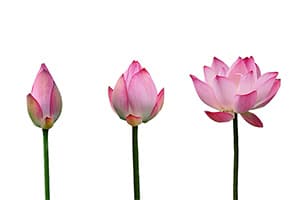 Increase Female Libido with Hypnosis