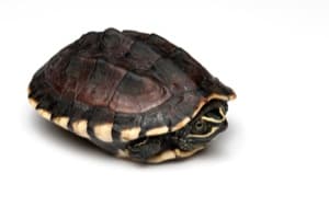 Overcome Social Phobia and Develop Calm Confidence