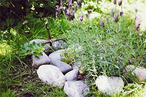 How Hypnosis Can Help You Grieve for Your Pet