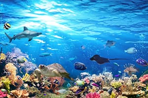 Ride Deep Under the Ocean Within Your Own Mind